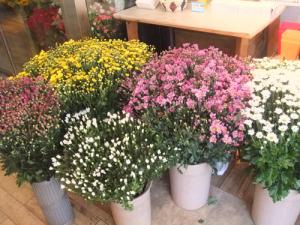 7 28 水 入荷情報 お盆の小菊 花屋ブログ 東京都調布市の花屋 ムサシフラワーにフラワーギフトはお任せください 当店は 安心と信頼の花 キューピット加盟店です 花キューピットタウン