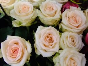 10 11 月 祝 入荷情報 ジュナ Stバラ 花屋ブログ 東京都調布市の花屋 ムサシフラワーにフラワーギフトはお任せください 当店は 安心と信頼の花キューピット加盟店です 花キューピットタウン